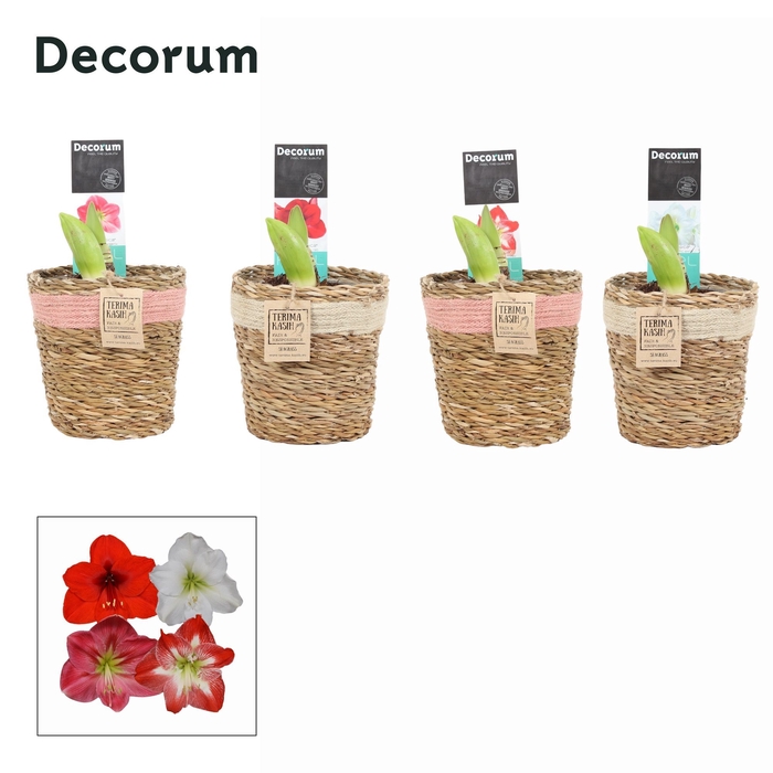 Amaryllis Mix 2 Knop in Gaby mand (Decorum)