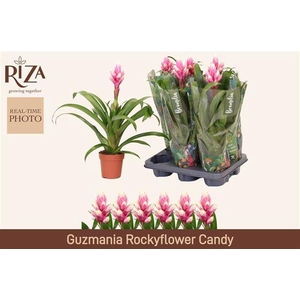 GUZM CANDY P12