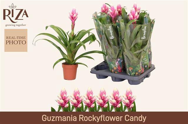 <h4>GUZMANIA CANDY P12</h4>
