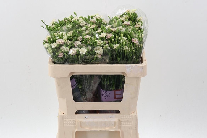 <h4>Di Raffine Elea</h4>