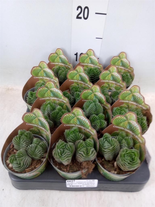 <h4>Cactus   ...</h4>