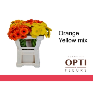 Germini Mix Orange - Yellow Water