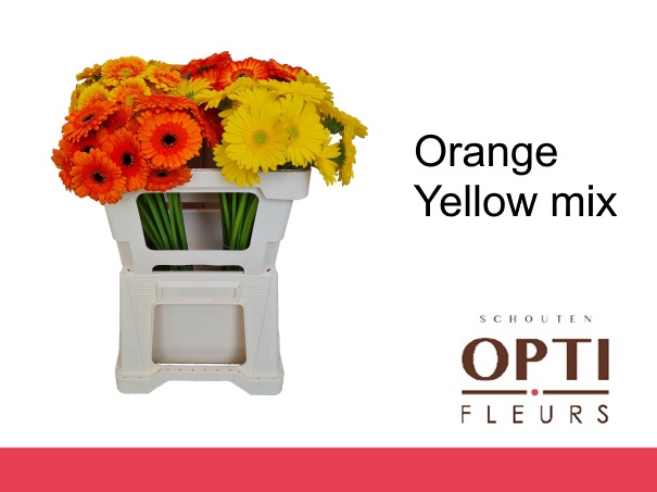 <h4>Germini Mix Orange - Yellow Water</h4>