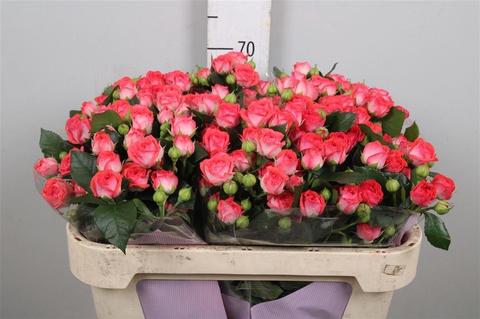 <h4>R Tr Apricio</h4>