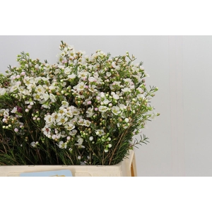Chamelaucium Janelle