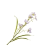Campanula Lilac