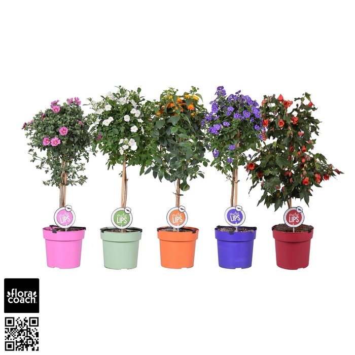 <h4>MoreLIPS® op stam Mix</h4>