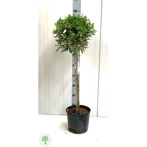 OLEA EUROPAEA