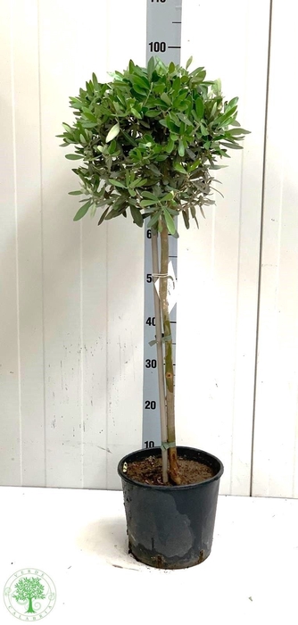 <h4>OLEA EUROPAEA</h4>