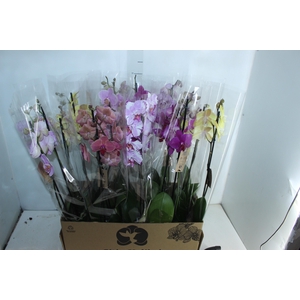 PHALAENOPSIS P12 2 HT