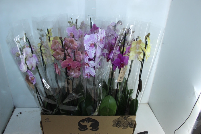 <h4>PHALAENOPSIS P12 2 HT</h4>