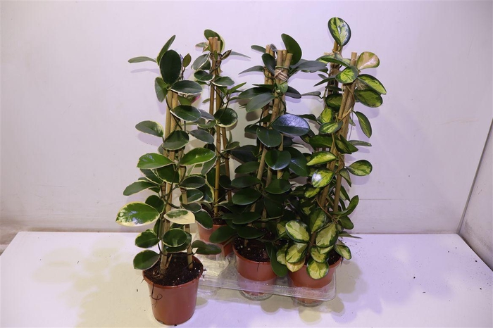 <h4>arr8 Hoya Gem</h4>