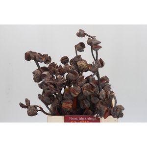 Kaaps Groen Hakea Sericea