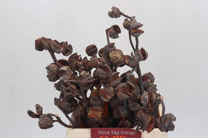 <h4>Kaaps Groen Hakea Sericea</h4>