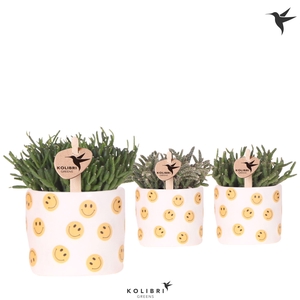 Kolibri Greens Rhipsalis mix in Smiley pot