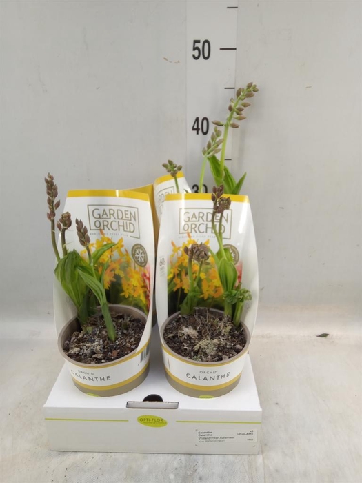 <h4>Calanthe   ...</h4>