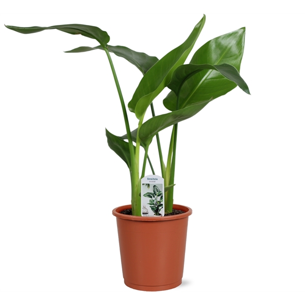 <h4>Strelitzia nicolai 2 stek 45-55cm</h4>