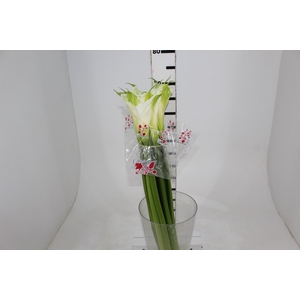 COPO DE LEITE BRANCO 070 CM