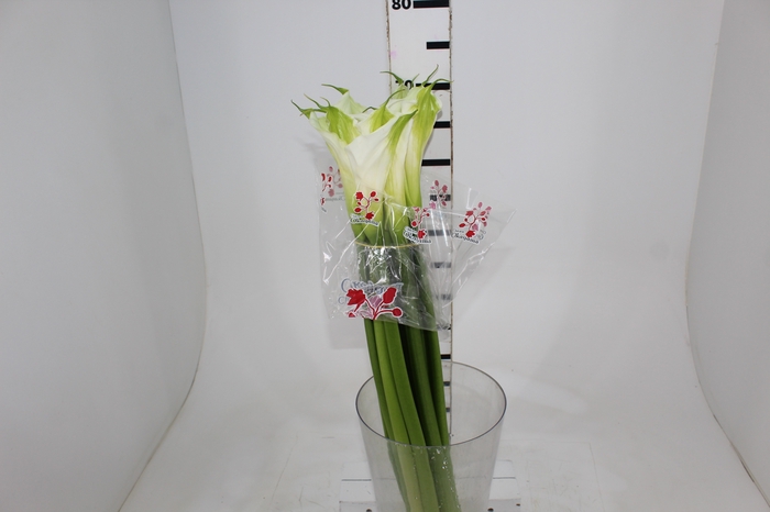 COPO DE LEITE BRANCO 070 CM