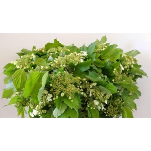 VIBURNUM COMP FIORITO