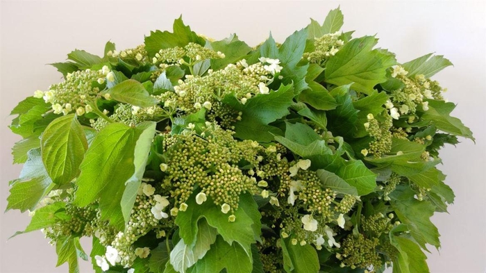 <h4>VIBURNUM COMP FIORITO</h4>