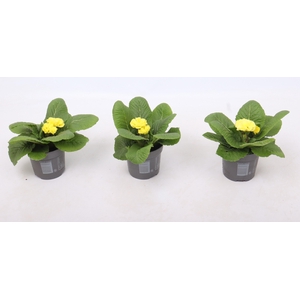 Primula acaulis PomPom Yellow