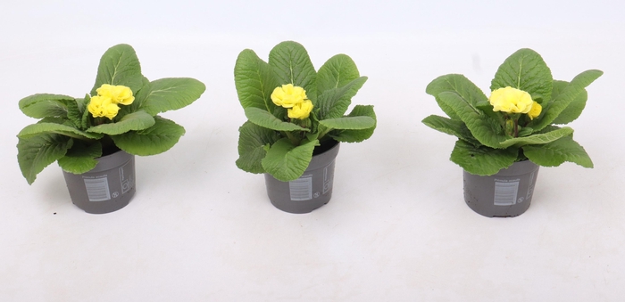 <h4>Primula acaulis PomPom Yellow</h4>