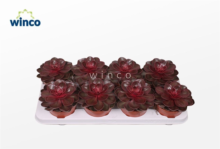 <h4>Echeveria Red Ruby</h4>