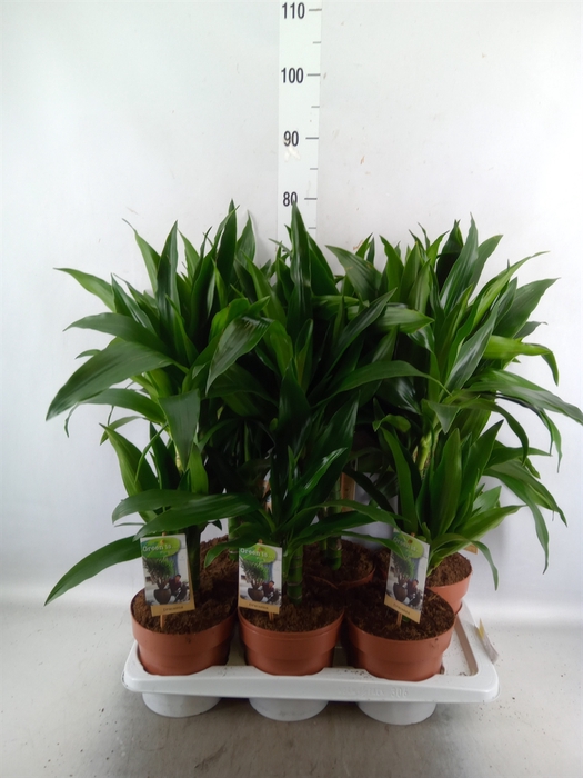 <h4>Dracaena frag. 'Janet Craig'</h4>