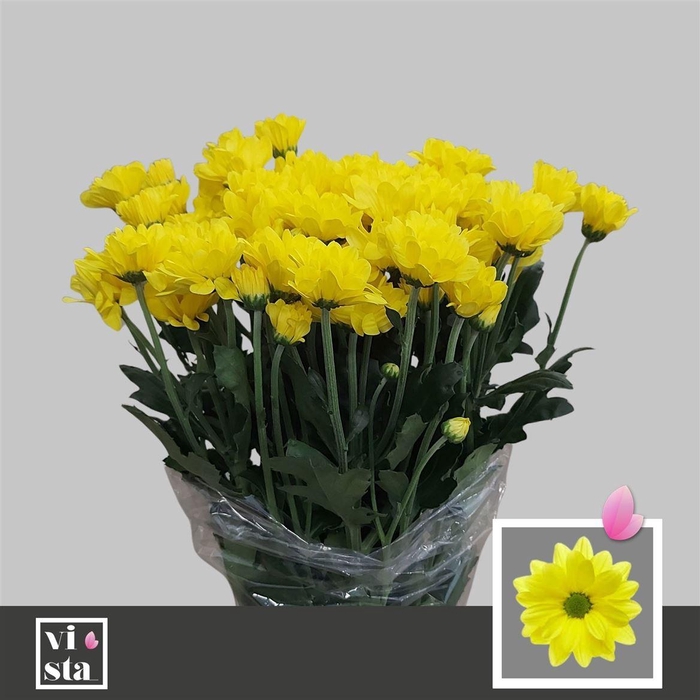 <h4>Chr T Celebrate</h4>