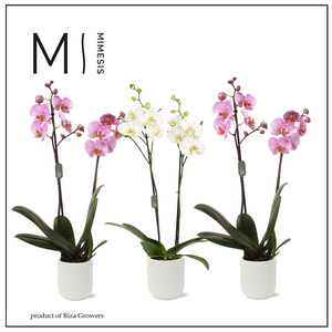 Phalaenopsis Charming Mix - 2 spike - 12cm in Atlanta White | Mimesis
