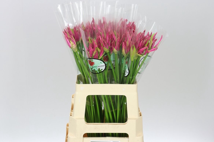 <h4>Nerine Bo Favoriet</h4>