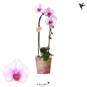 Kolibri Orchids Cascade Niagara fall pink 1spike