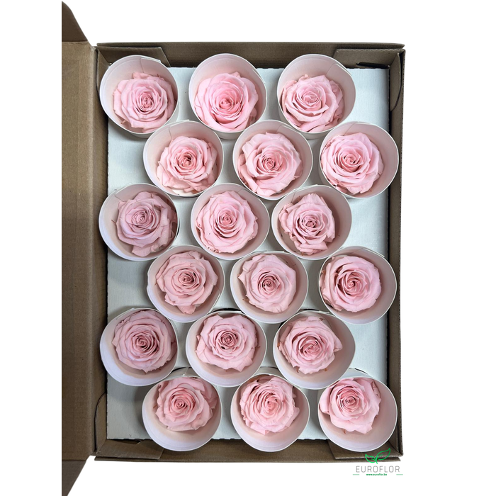 <h4>PRESERVED ROSES XS PIN-04</h4>