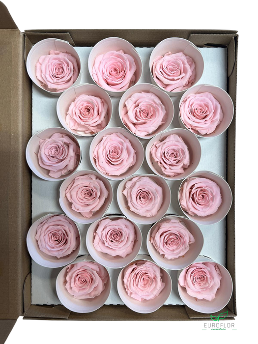 PRESERVED ROSES XS PIN-04
