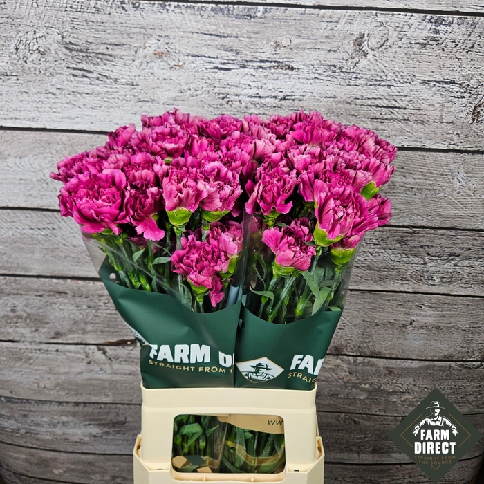 <h4>DI ST MISS BEAUTIFUL</h4>