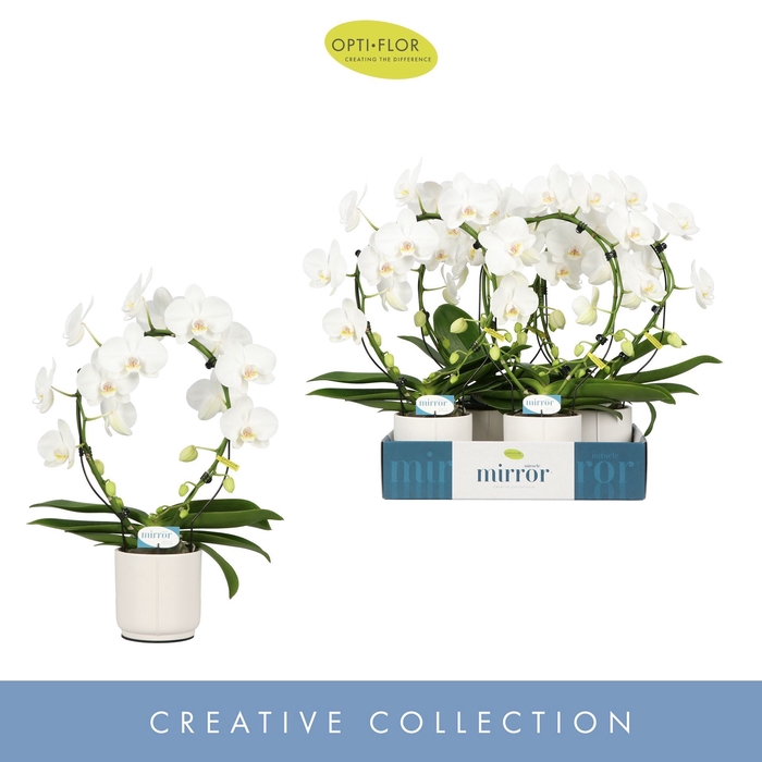 <h4>Phalaenopsis wit meer takken</h4>