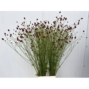 SANG OFFICINALIS