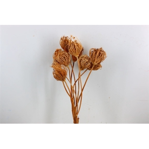 Dried Ammi Majus Natural Small P Stem