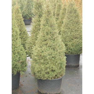 Picea gl. Conica