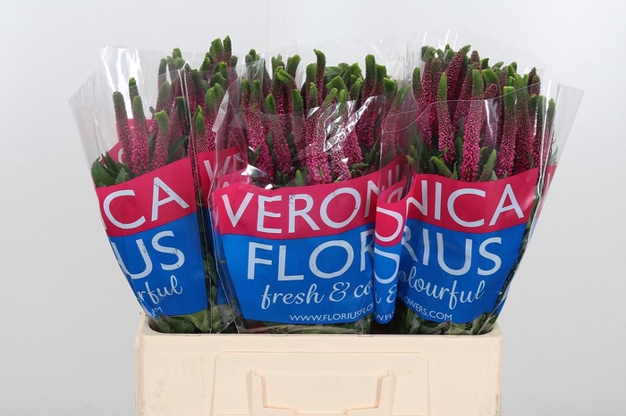 <h4>Veron Smart Iselle</h4>