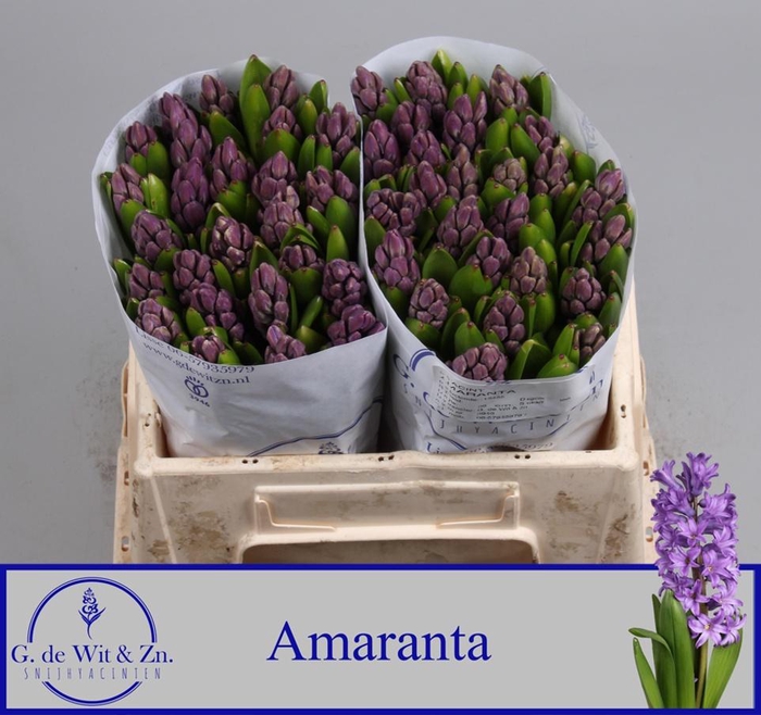 <h4>HYAC AMARANTA</h4>