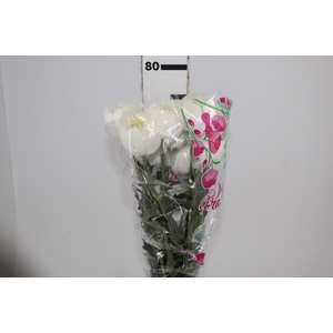 ANASTASIA MAGNUM 080 CM BRANCO