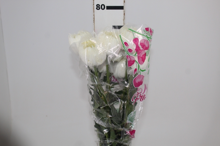 <h4>ANASTASIA MAGNUM 080 CM BRANCO</h4>