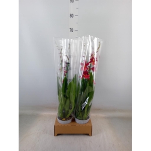 Burrageara  'Nelly Isler'