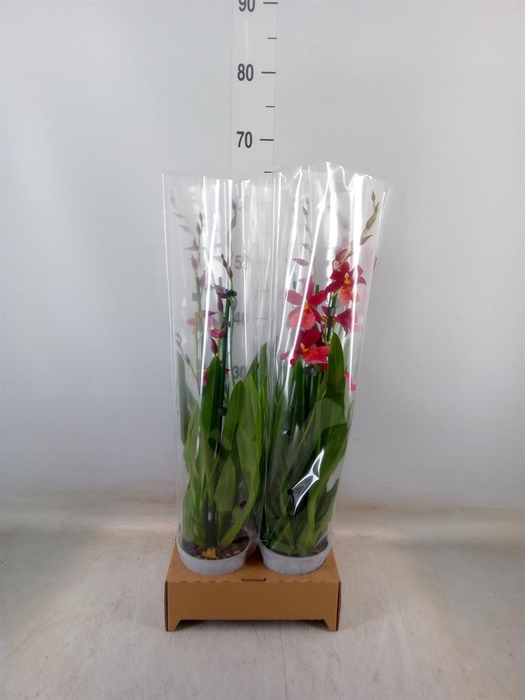 <h4>Burrageara  'Nelly Isler'</h4>