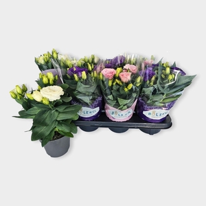 Eustoma russ. Julietta gemengd