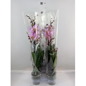 Phalaenopsis  'Formation'