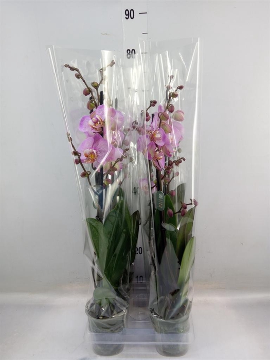 <h4>Phalaenopsis  'Formation'</h4>