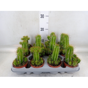 Euphorbia   ...